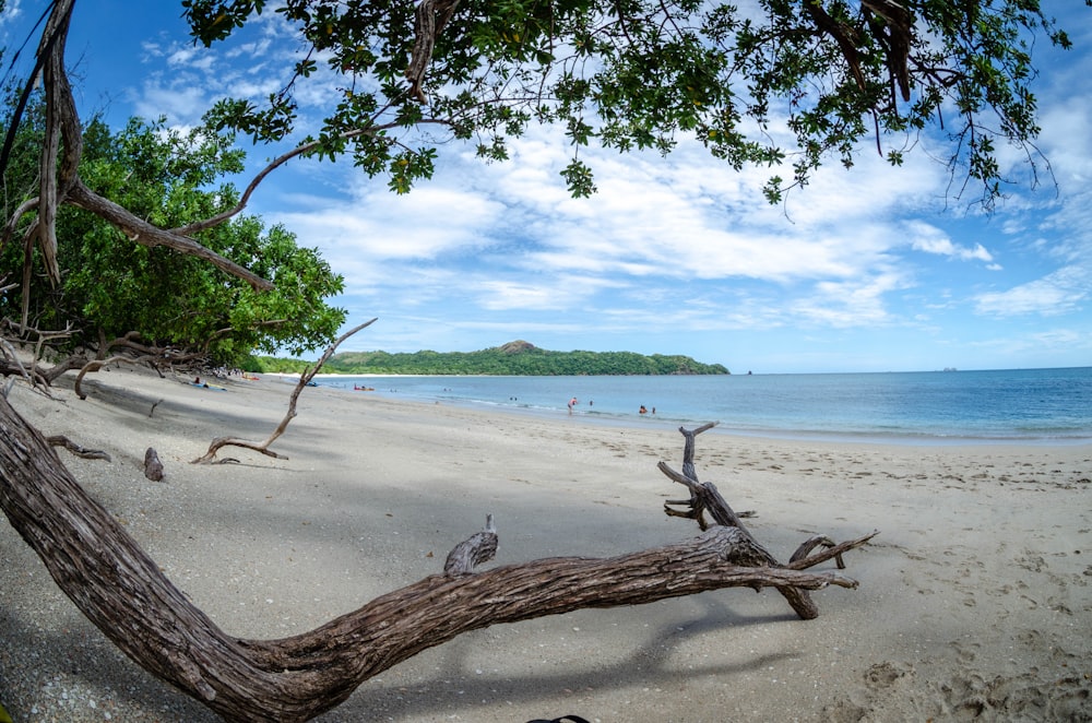 brown tree trunk on seashore