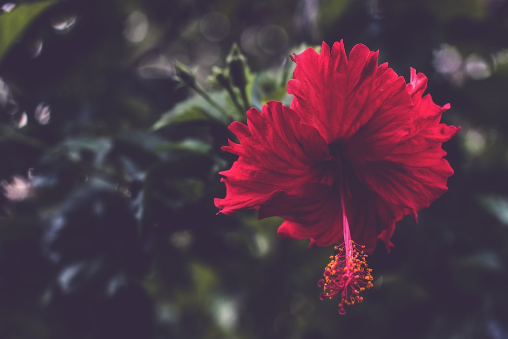 red hibiscus flower