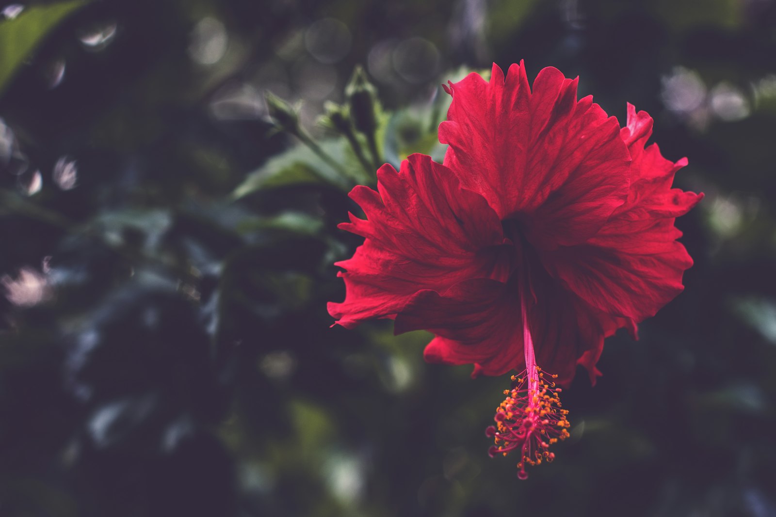 Nikon D850 + Nikon AF-S Nikkor 50mm F1.4G sample photo. Red hibiscus flower photography