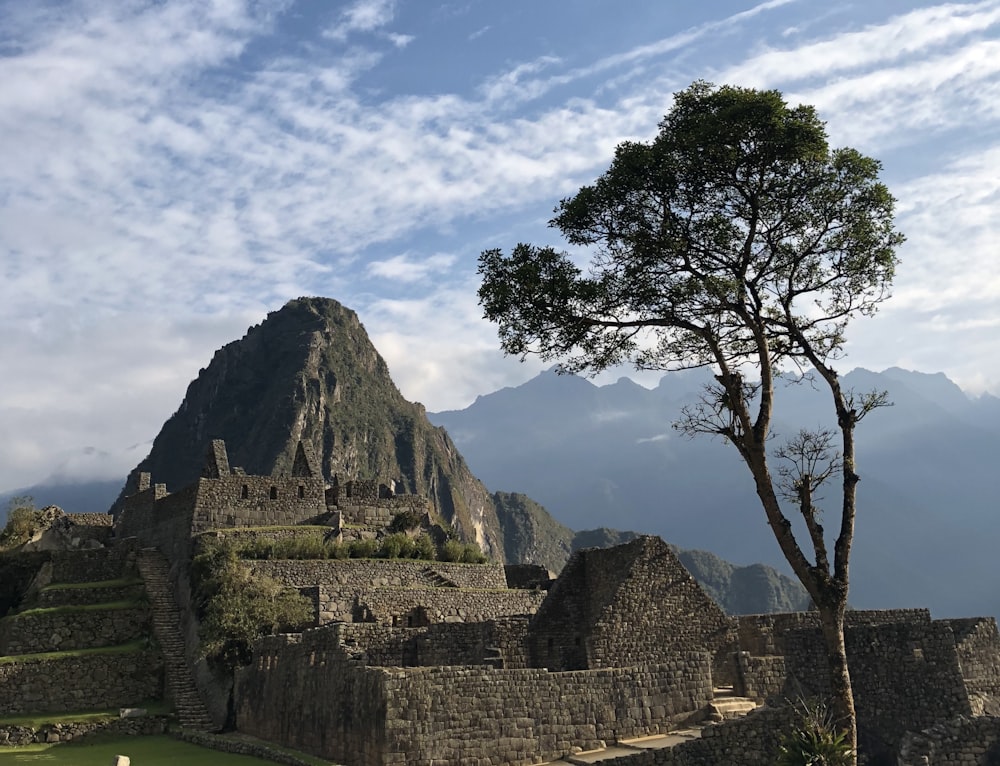 Árvore marrom perto do castelo em ruínas de concreto cinza