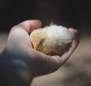 person holding chick