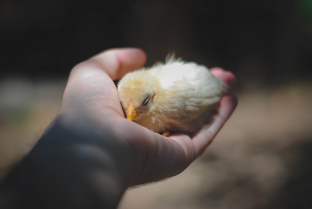 person holding chick