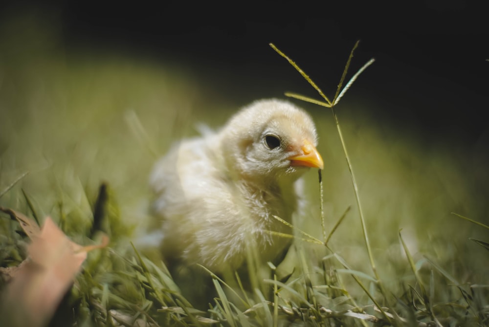 yellow chick on grass field