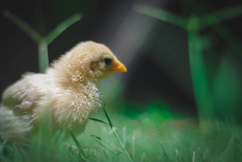 selective focus photography of chicken chick