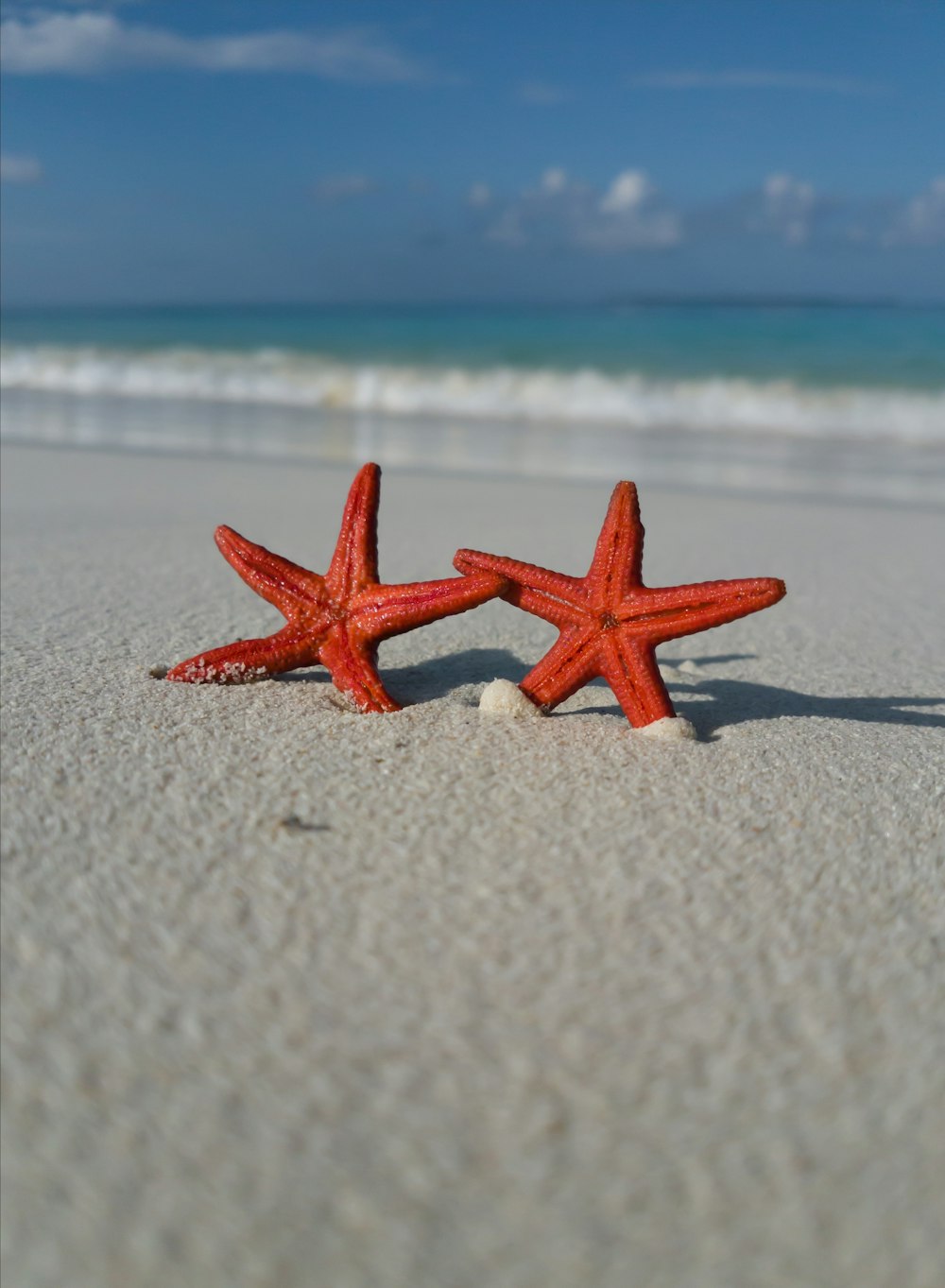two red starfish on seashore