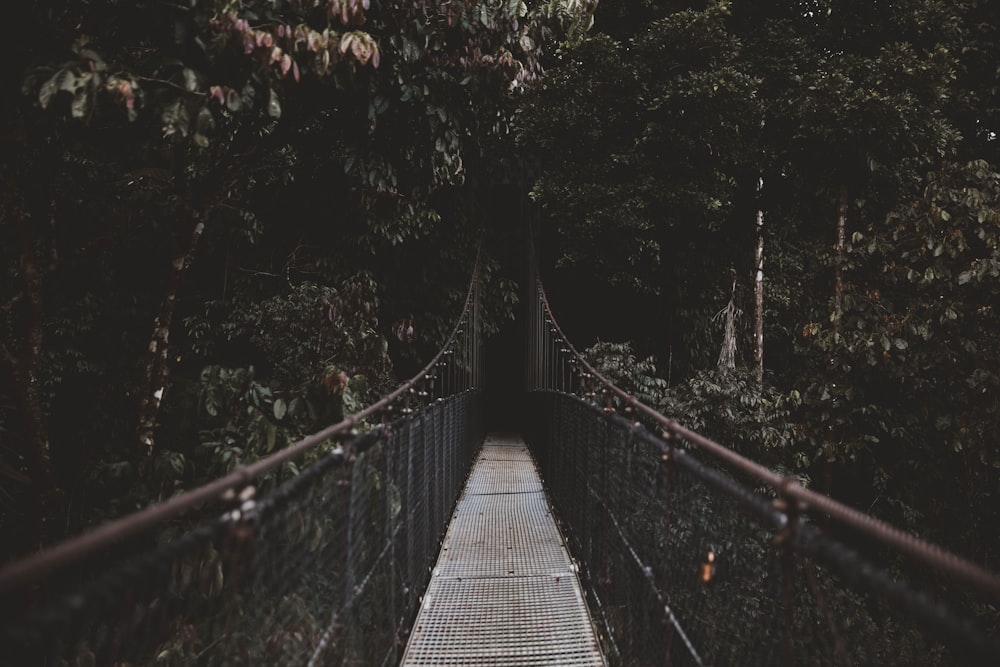 brown and gray hanging bridge beside trees