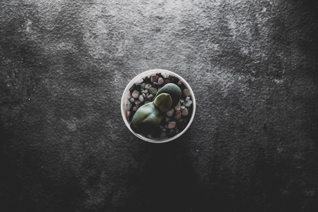 high-angle photography of green plant on pot
