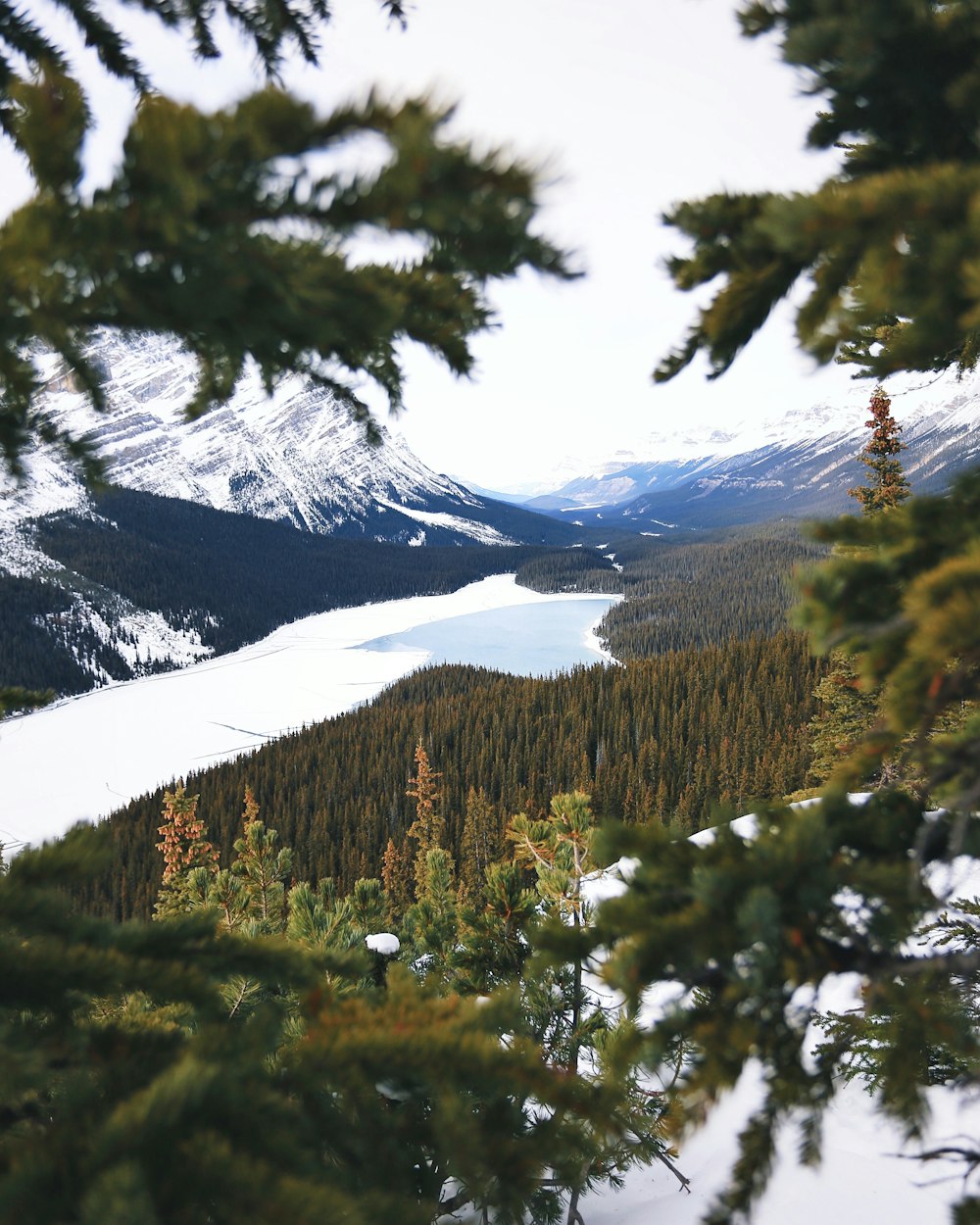 lake between mountains with pine trees