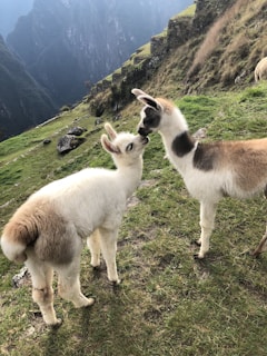 two brown and white young llamas on mountain top