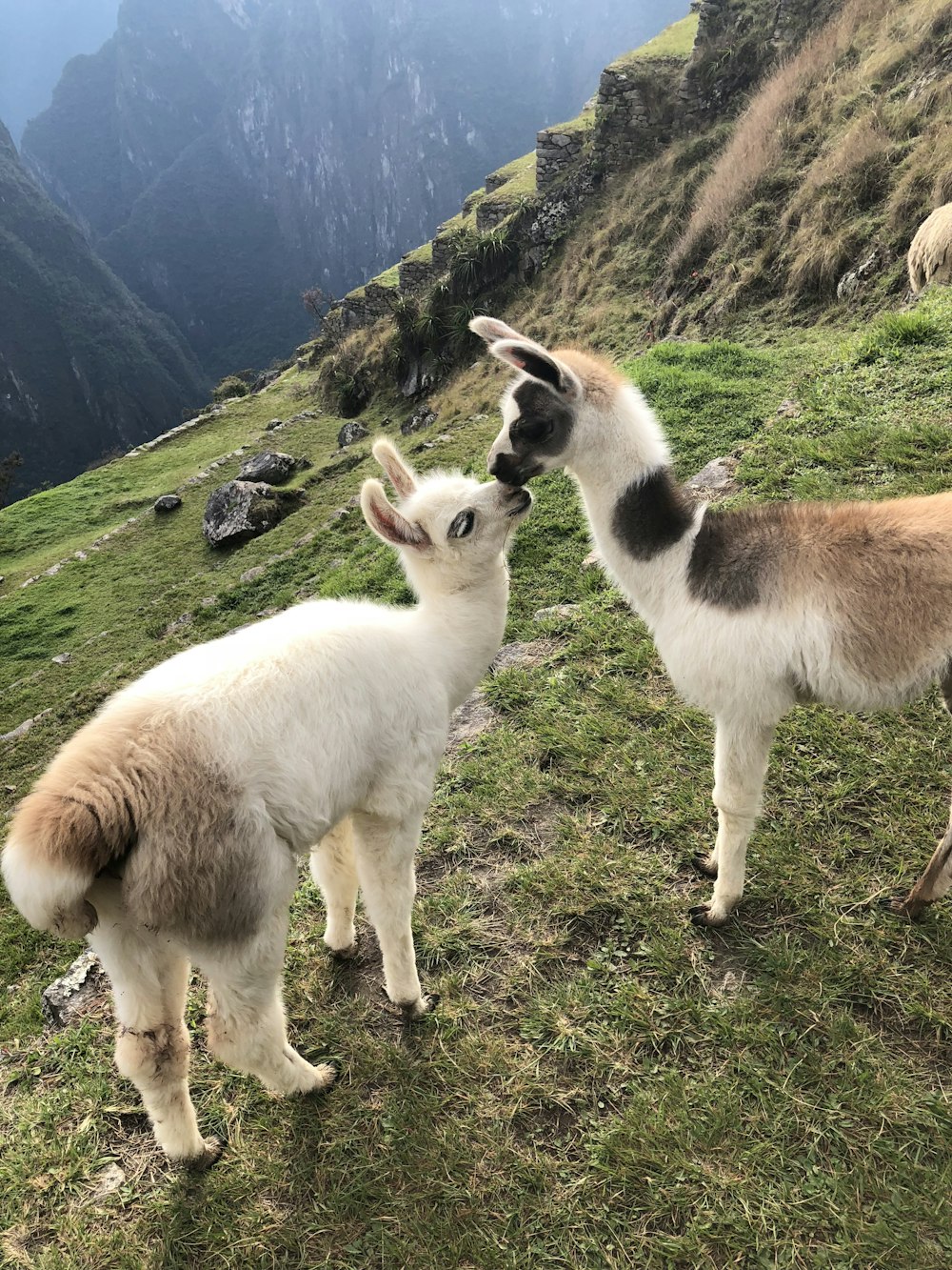 Dos llamas jóvenes marrones y blancas en la cima de la montaña