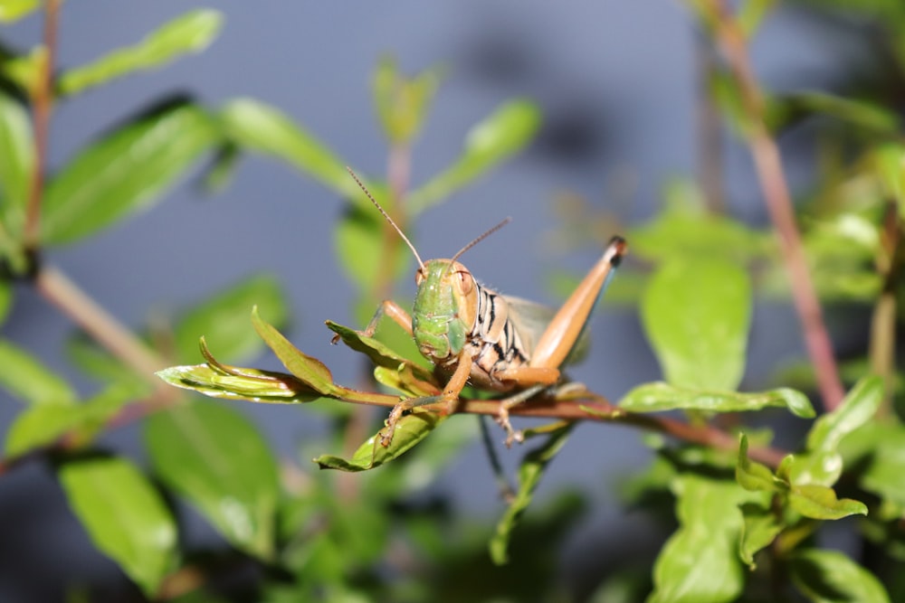 green grasshopper perching on green plant