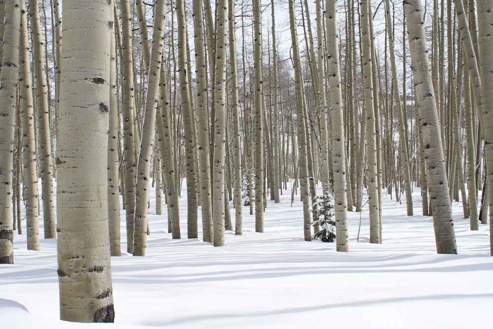 gray trees