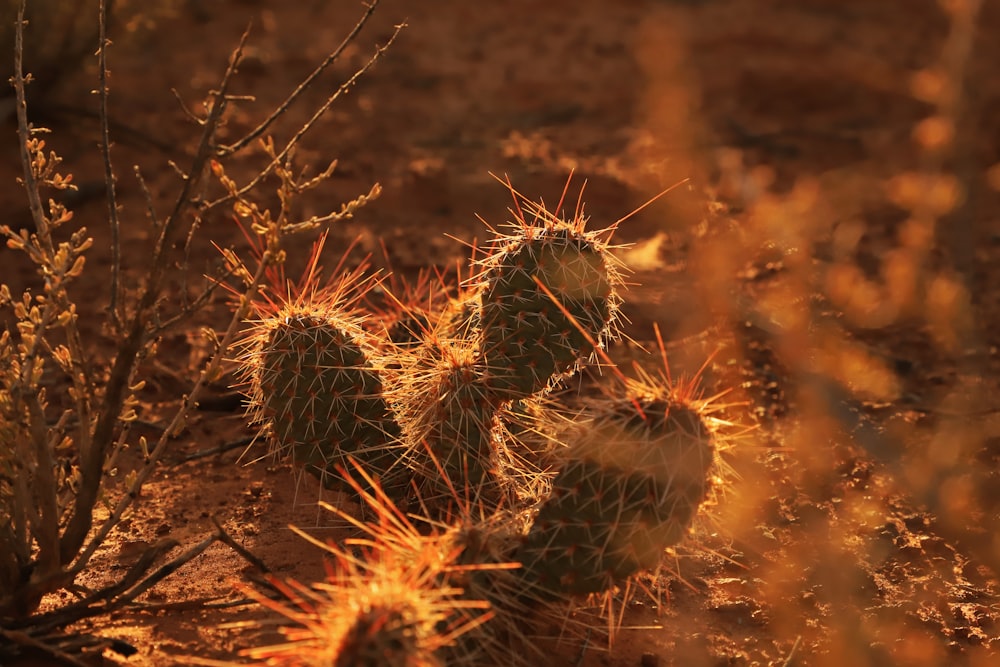 green cactus plants