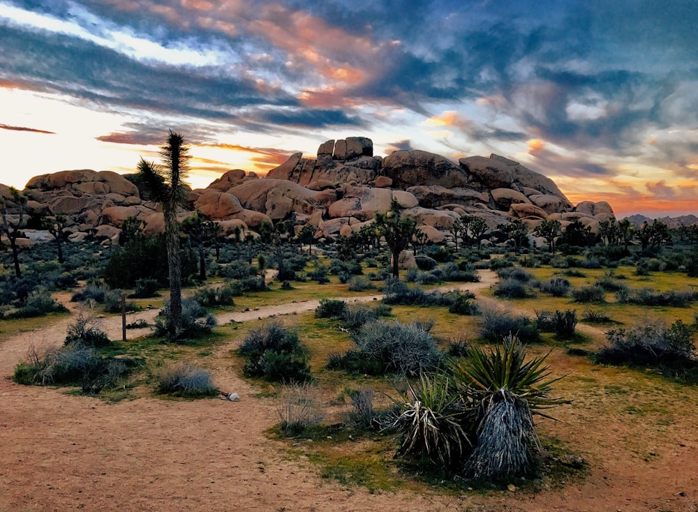 green grass near brown rock formation during golden hour