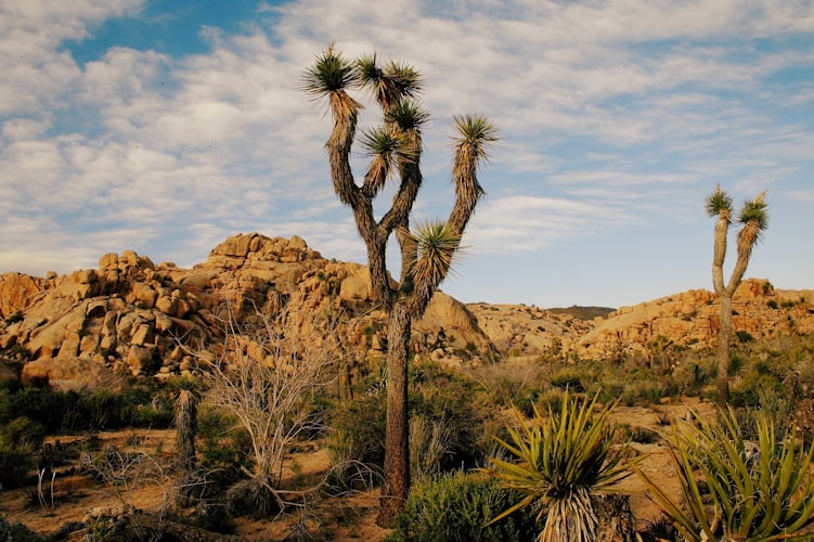 Picture of Joshua Tree near  Palm Springs California