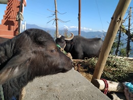 A young calf is in the foreground, with another buffalo grazing in the background. The scene includes rustic elements like wooden poles and a straw-covered ground. Snow-capped mountains are visible in the distance under a clear blue sky.