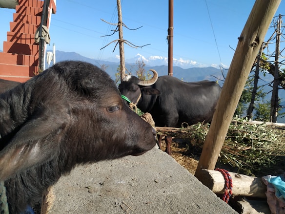 A young calf is in the foreground, with another buffalo grazing in the background. The scene includes rustic elements like wooden poles and a straw-covered ground. Snow-capped mountains are visible in the distance under a clear blue sky.