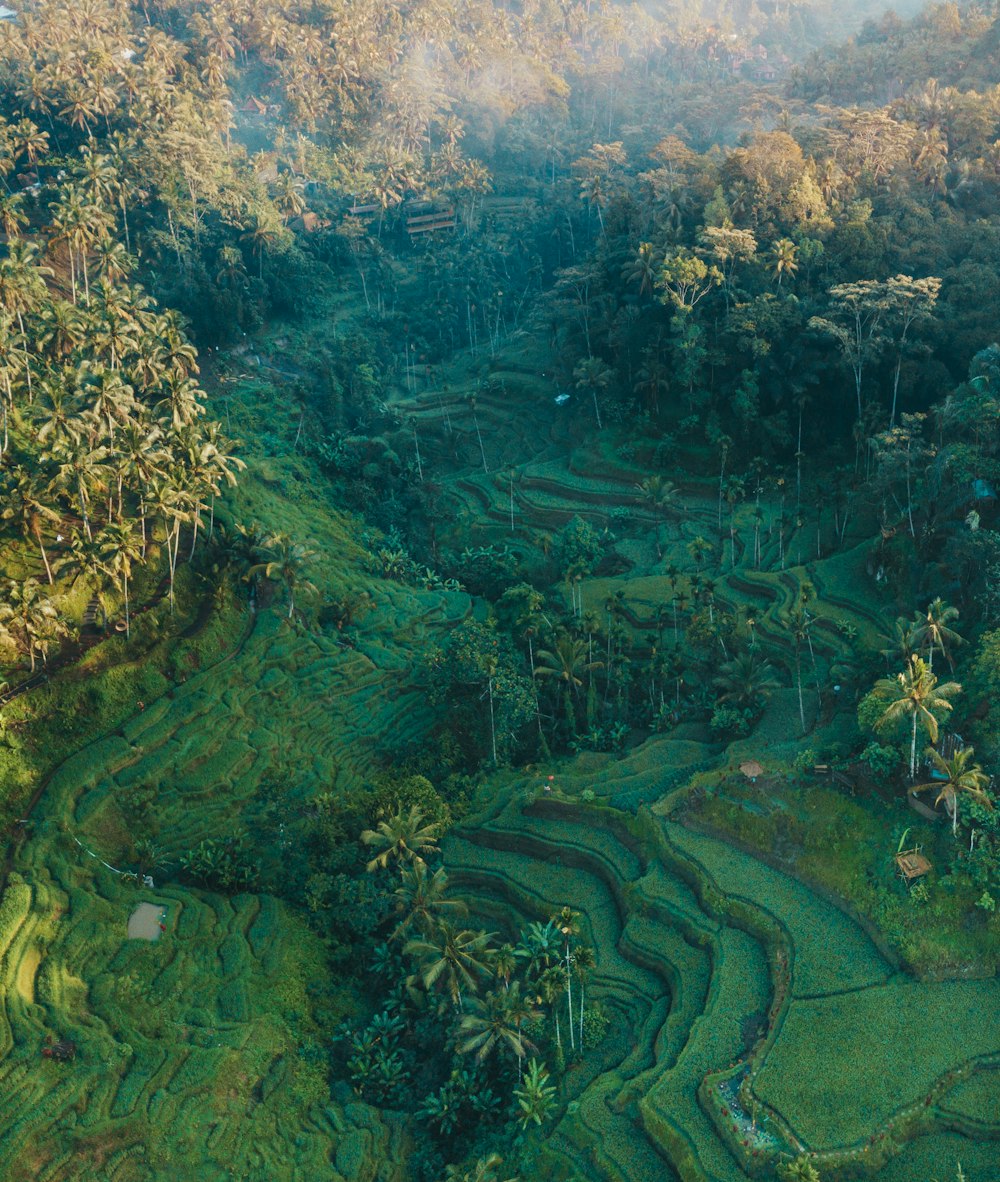 aerial photo of trees and mountains