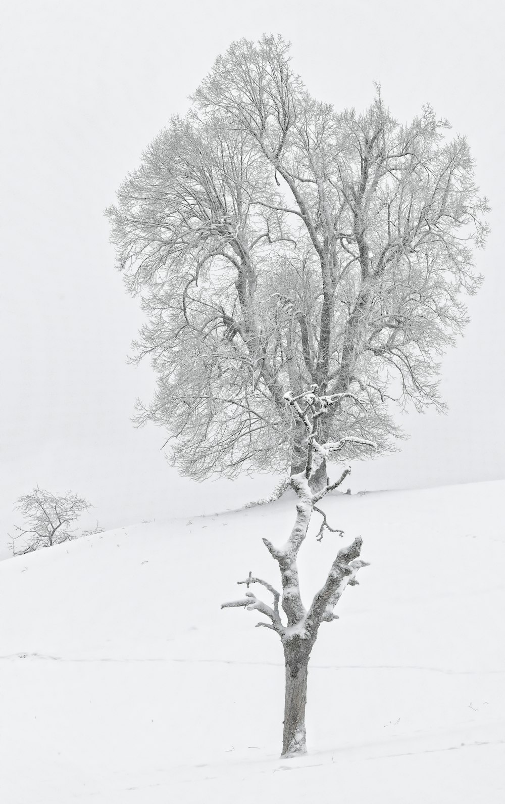 brown bare tree