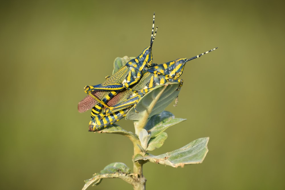 two green grasshopper mating