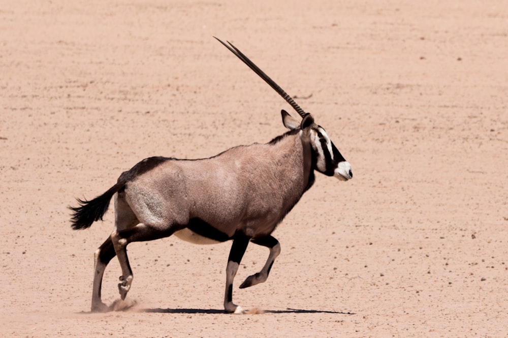 brown and black long-horned animal on dessert sand