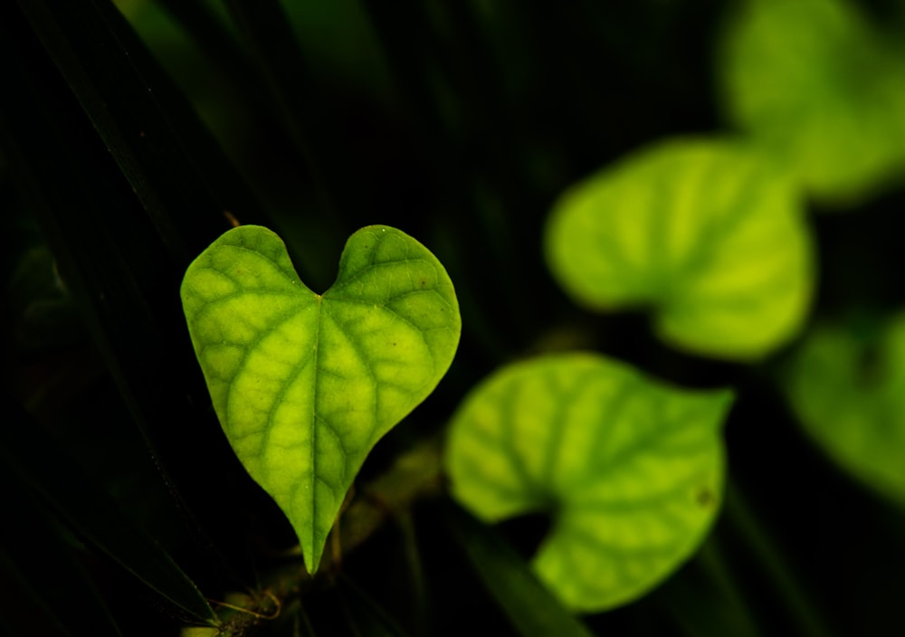 several heart-shaped plant leaves