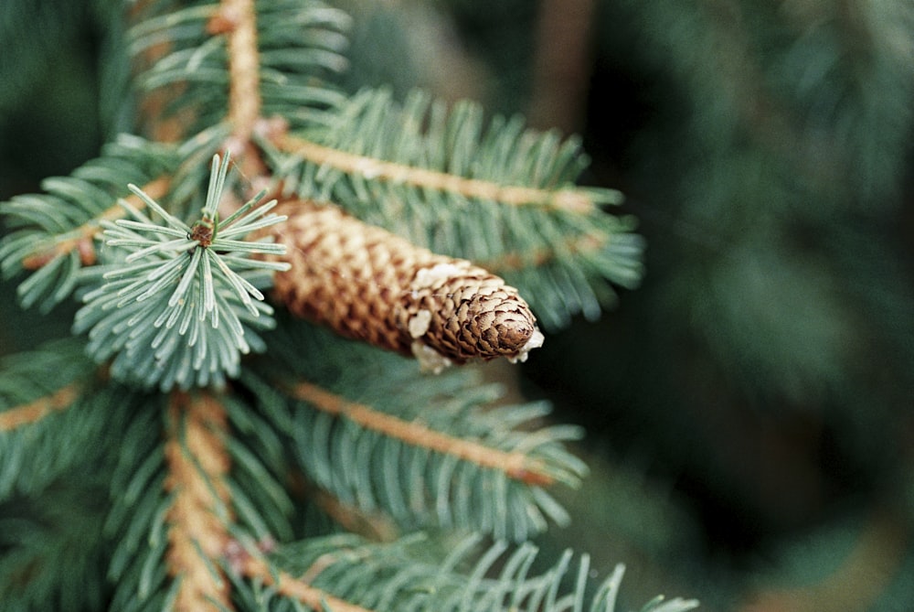 green pine tree during daytime