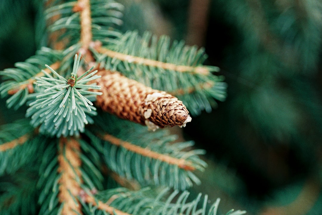 green pine tree during daytime