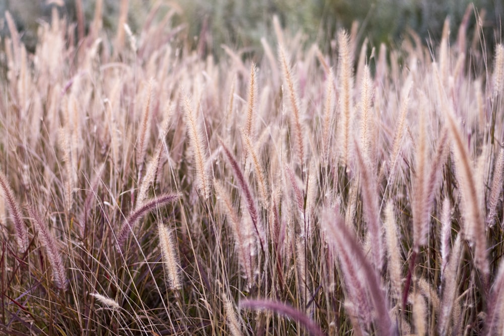 field of purple flowers