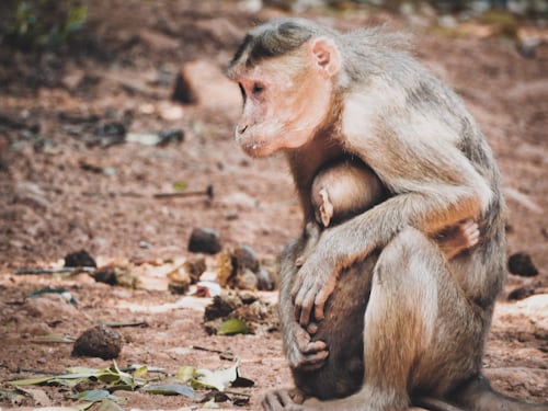 https://images.unsplash.com/photo-1542877165-a6b88c85f362?ixlib=rb-1.2.1&ixid=eyJhcHBfaWQiOjEyMDd9&auto=format&fit=crop&w=500&q=60