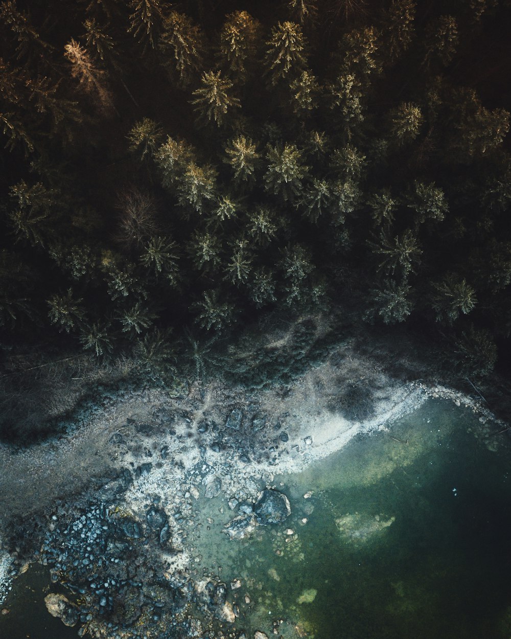Fotografía de vista aérea de playa y bosque verde