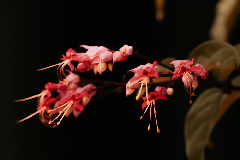 selective focus photography of pink petaled flowers