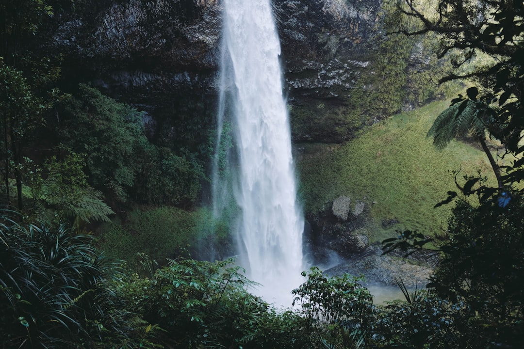 waterfalls surrounded of trees