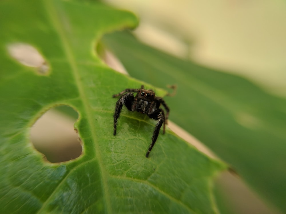 black spider on green leaf