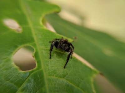 black spider on green leaf macro teams background