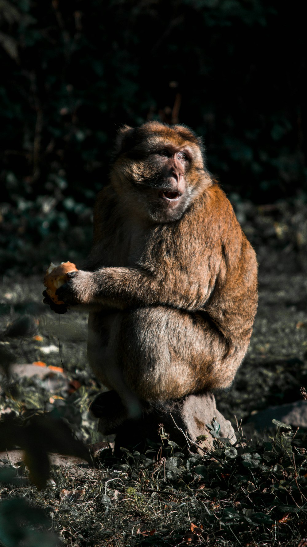 primate sitting on wood slab
