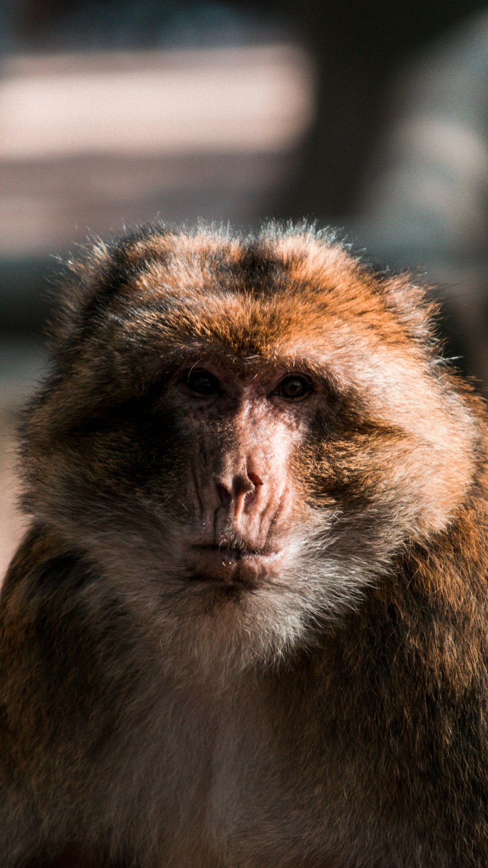 brown and white macaque
