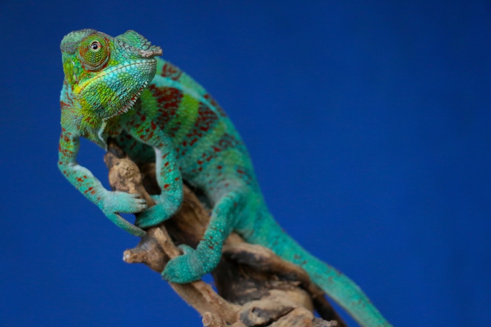 green chameleon perching on brown stick