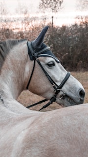 A close-up of a horse with a bridle in an outdoor setting. The background features a soft, out-of-focus natural landscape with bare trees, suggesting a serene environment.