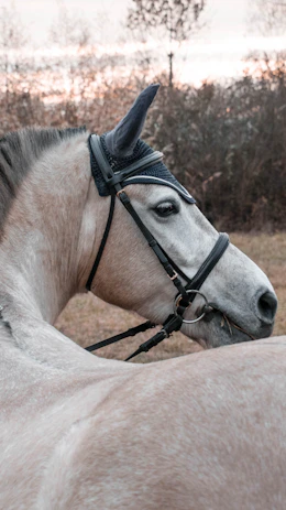 A close-up of a horse with a bridle in an outdoor setting. The background features a soft, out-of-focus natural landscape with bare trees, suggesting a serene environment.