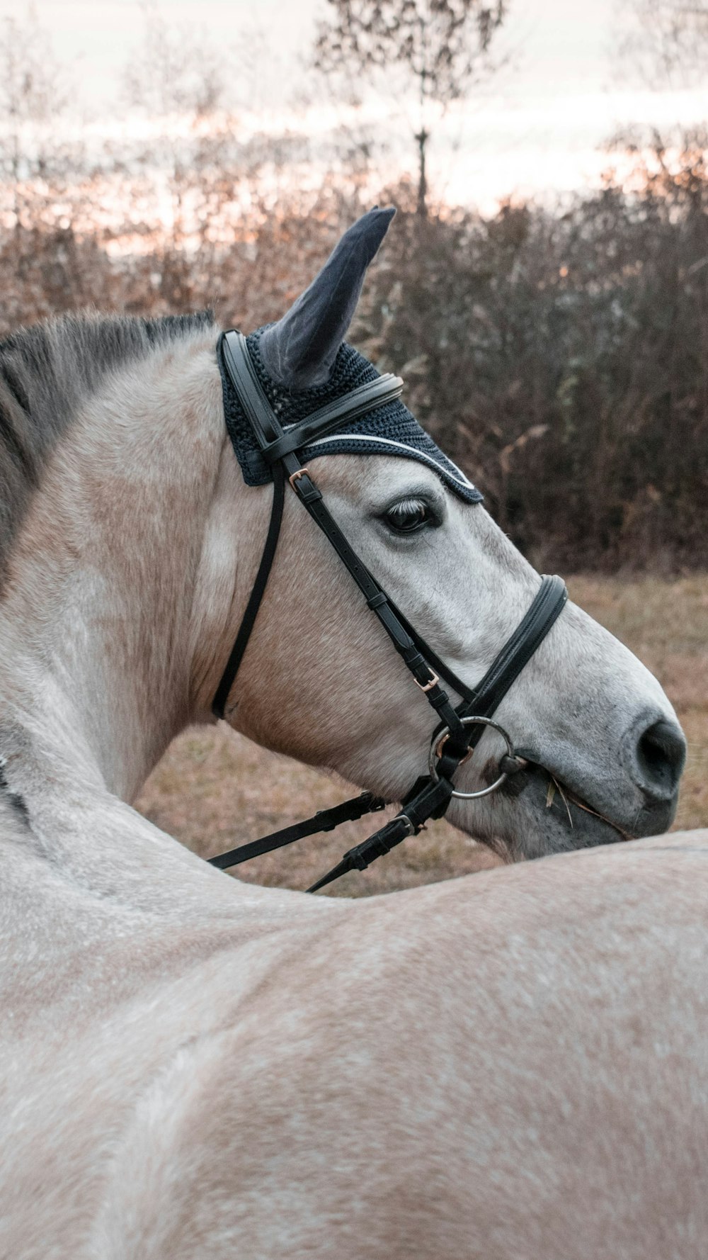 cheval brun avec bride pendant la journée