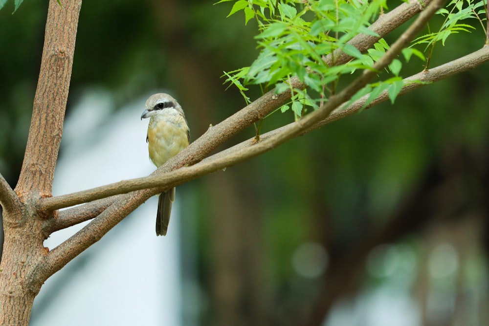 closeup photography of yellow bird perched on tree during daytime