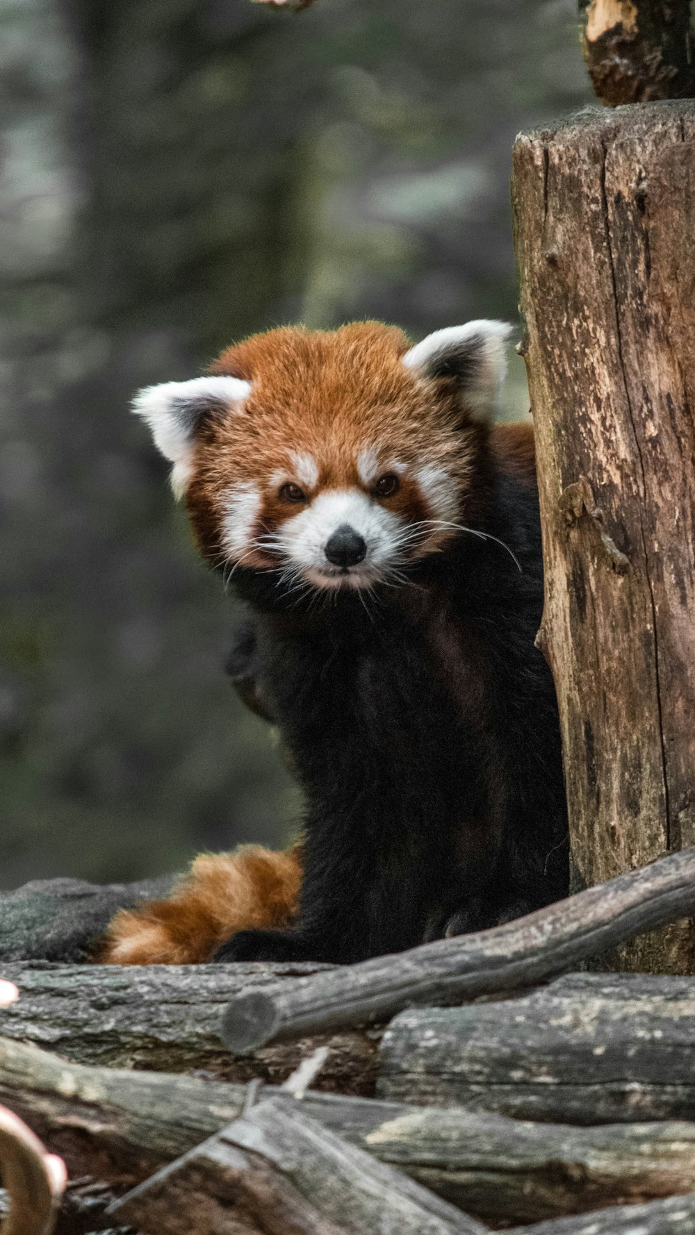 red panda