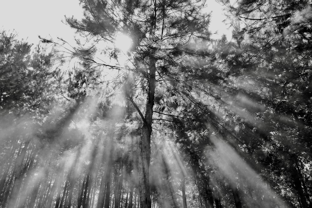 grayscale photography of trees during daytime
