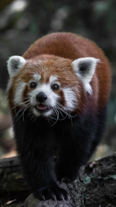 A red panda with a bushy tail and distinctive facial markings stands on a log surrounded by a blurred forest background. Its fur is a mix of reddish-brown, black, and white.