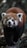 red panda