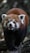 red panda