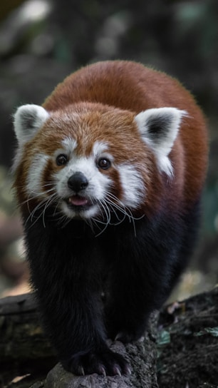 A red panda with a bushy tail and distinctive facial markings stands on a log surrounded by a blurred forest background. Its fur is a mix of reddish-brown, black, and white.