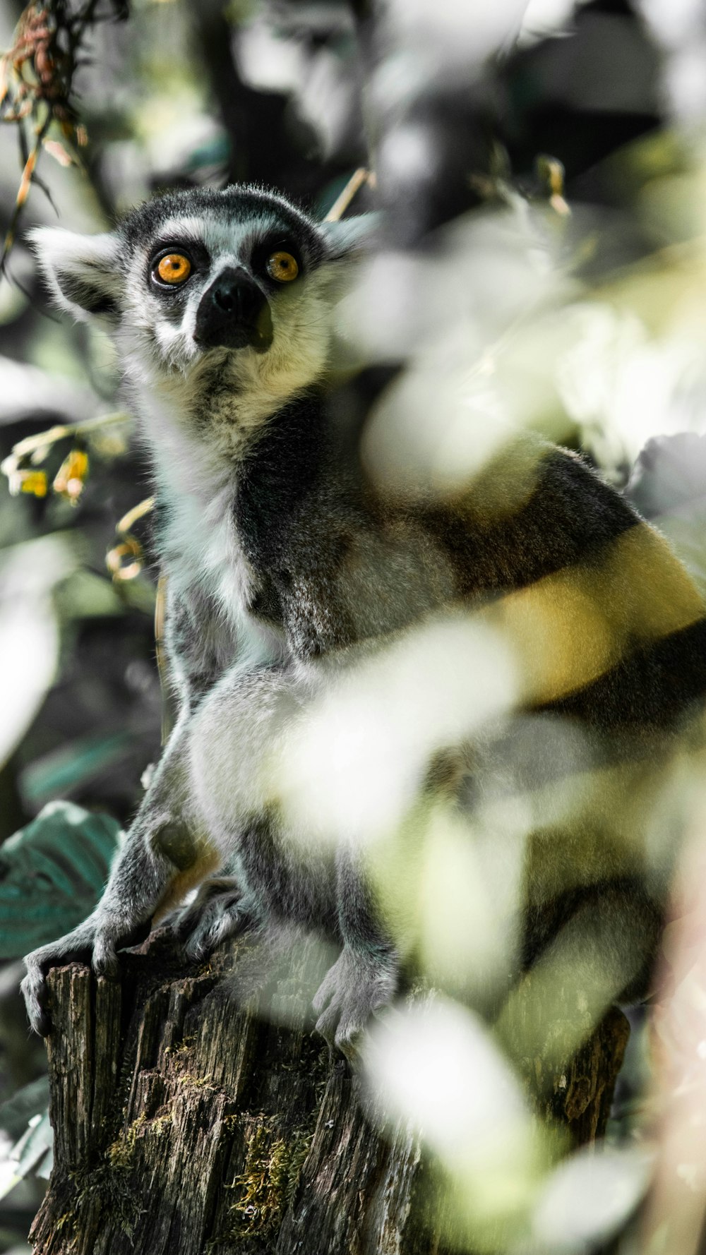 closeup photography of lemur