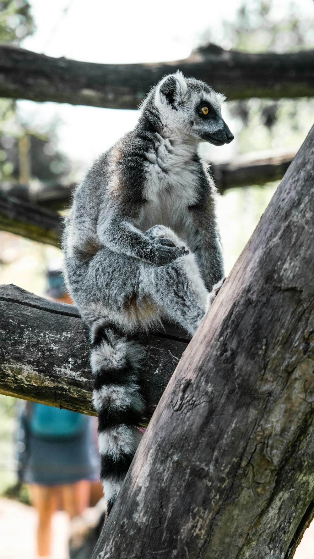 lémur sentado en la rama de un árbol durante el día